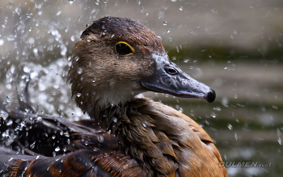 Lesser whistling duck (Dendrocygna javanica)